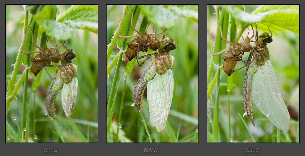 "Geburt" einer Libelle III [ND]