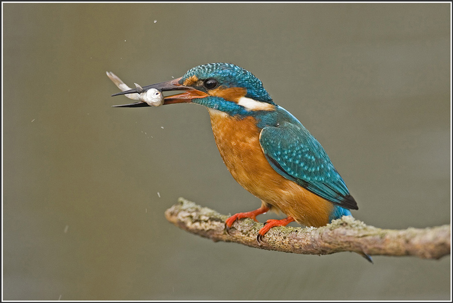 Eisvogel (Alcedo atthis)