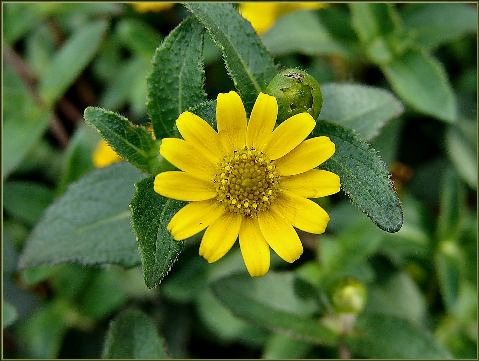 Sommerblume