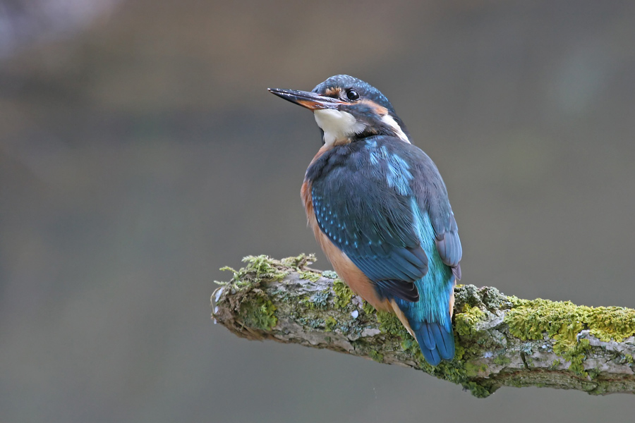 Eisvogeldame                KD