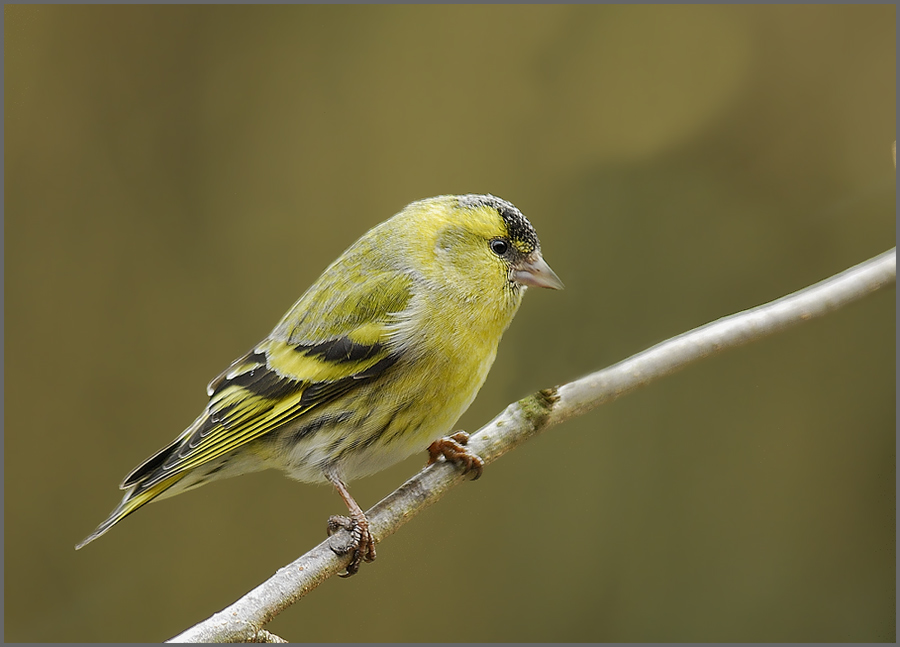 Erlenzeisig (Carduelis spinus)