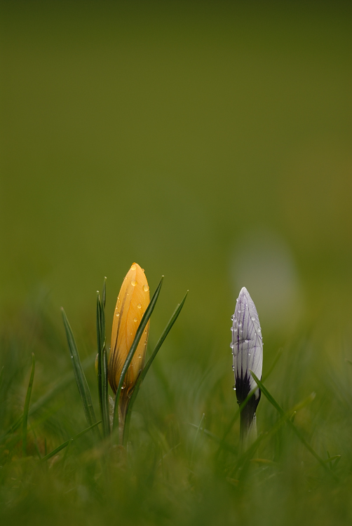 Begegnung im Frühling