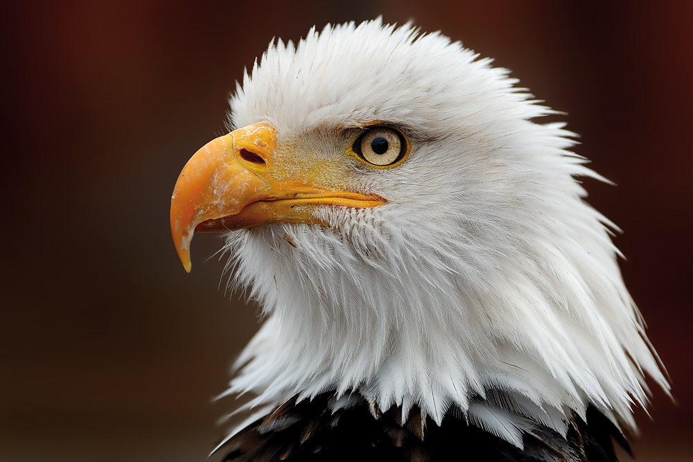 Weisskopfseeadler [ZO]