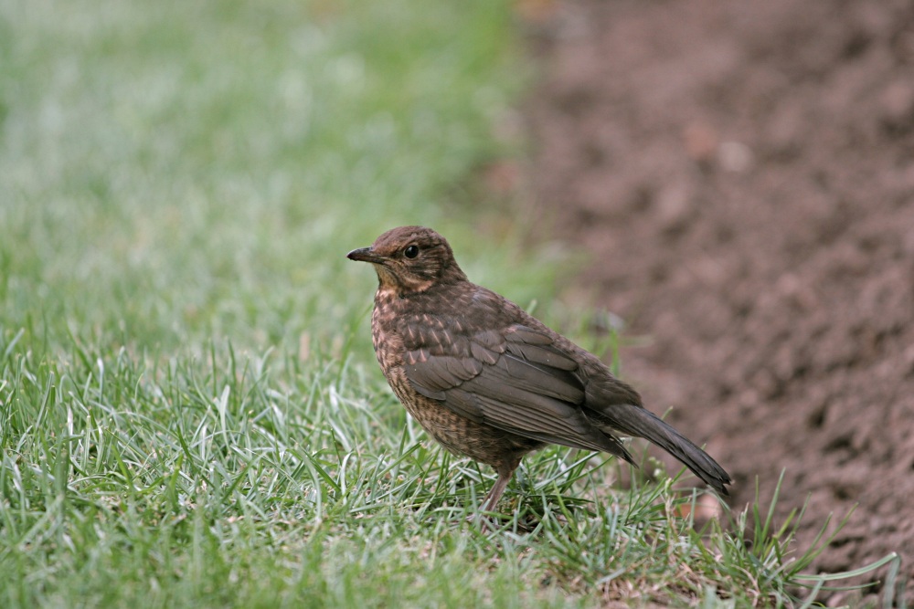 Amsel ND