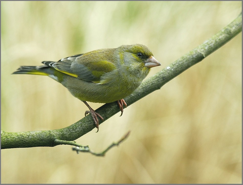 Grünfink (Carduelis chloris) KD