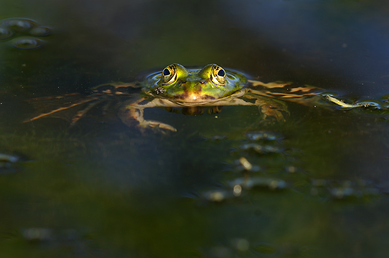 Grünfrosch