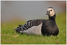 Weisswangengans (Branta leucopsis)