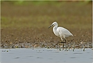 Seidenreiher am Niederrhein *Egretta garzetta* [ND]