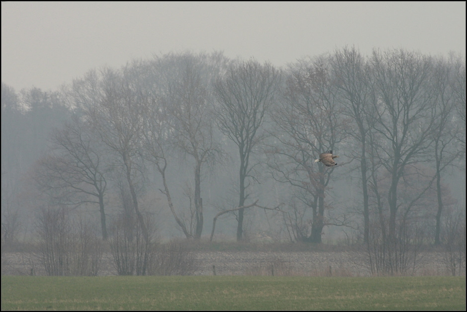 Wiesen, Bäume, Adler