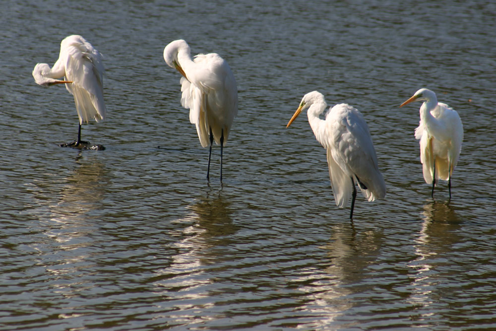 Silberreiher in der Mittagspause, ND, DOK, EBV