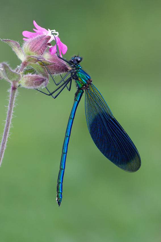 Gebänderte Prachtlibelle (Calopteryx splendens)