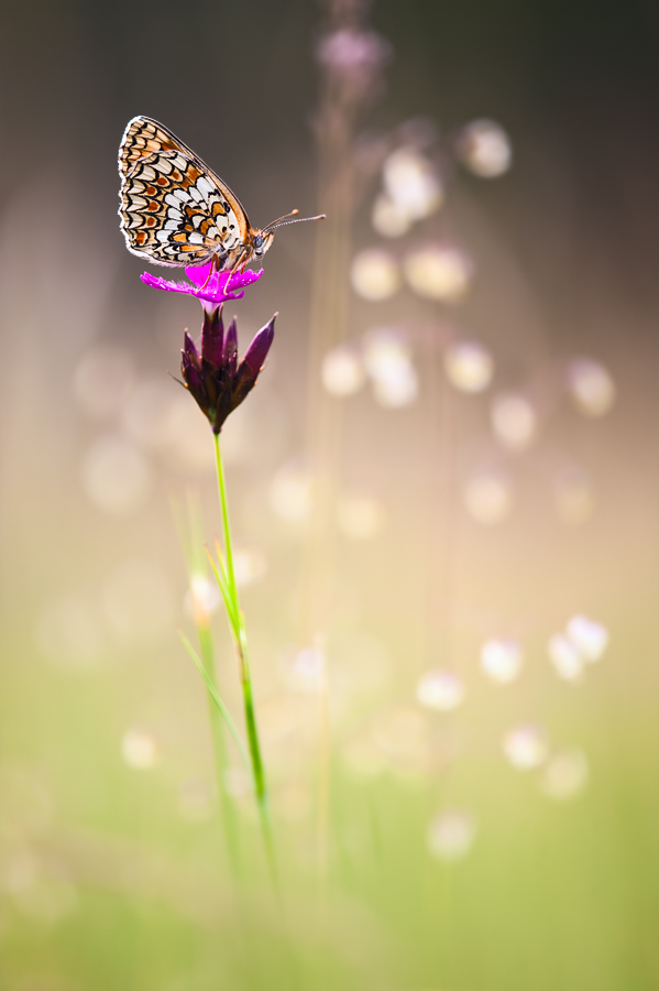 Melitaea phoebe