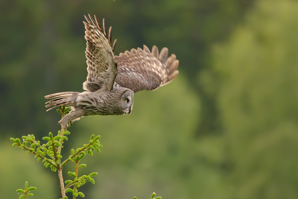 Abfliegender Bartkauz (Strix nebulosa)