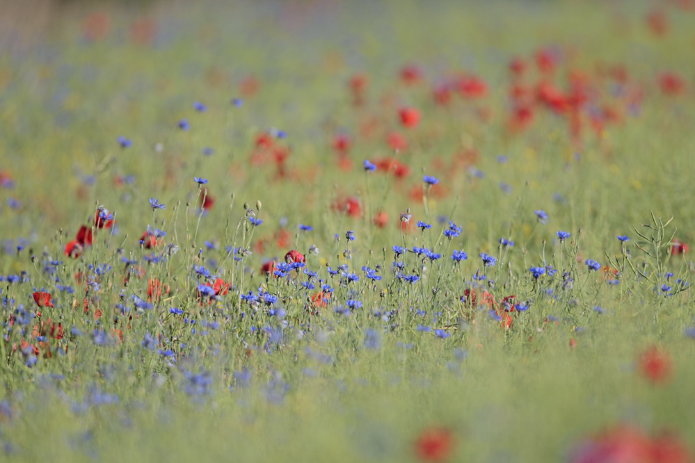 Wiesenblumen und Blumenwiese