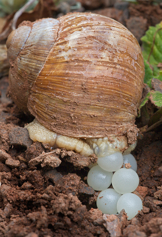 Weinbergschnecke bei der Eiablage