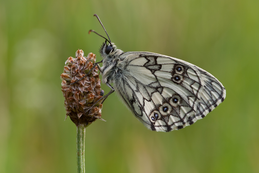 Schachbrettfalter