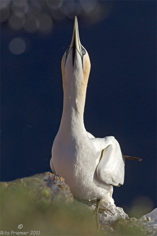 Balzpose im abendlichen Licht