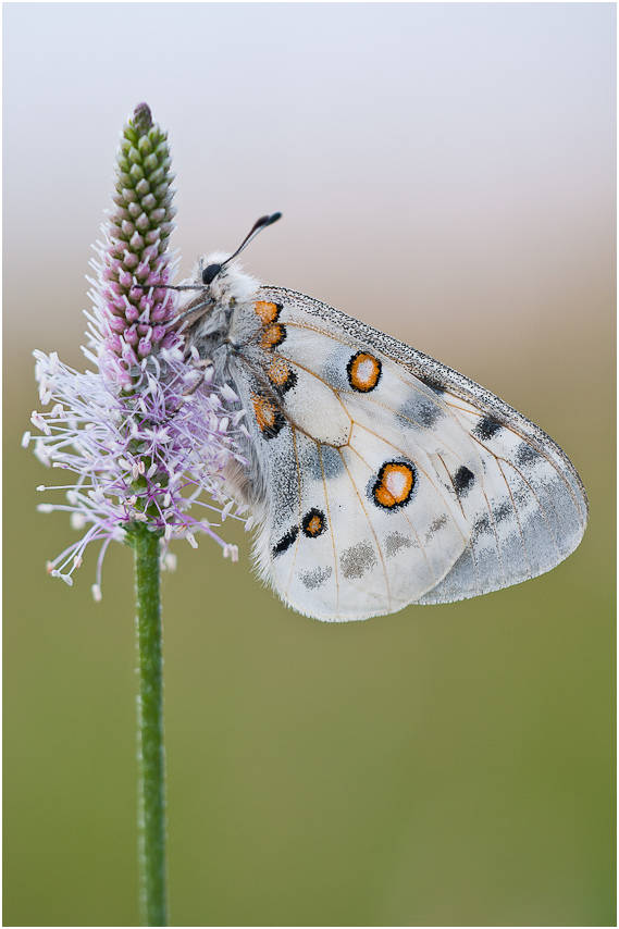 Parnassius apollo