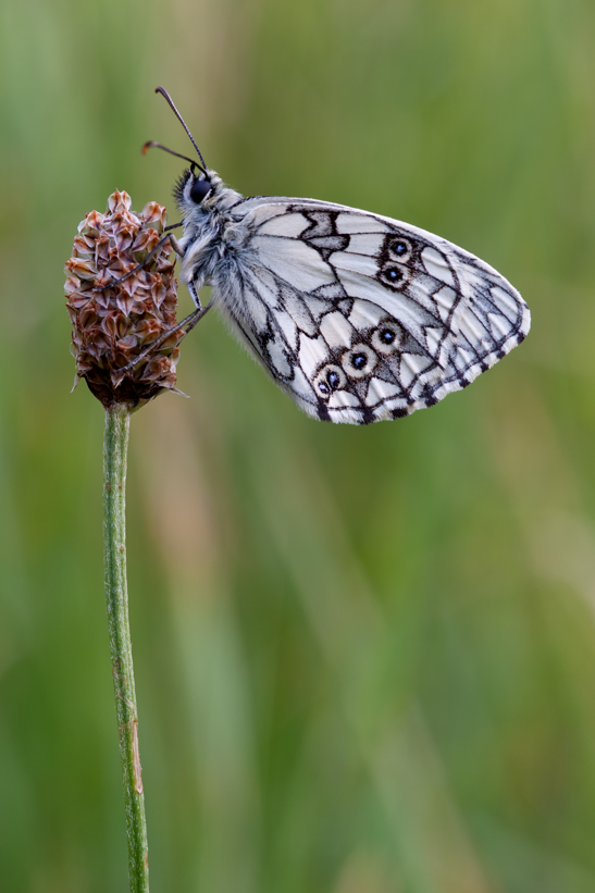 Schachbrettfalter die zweite