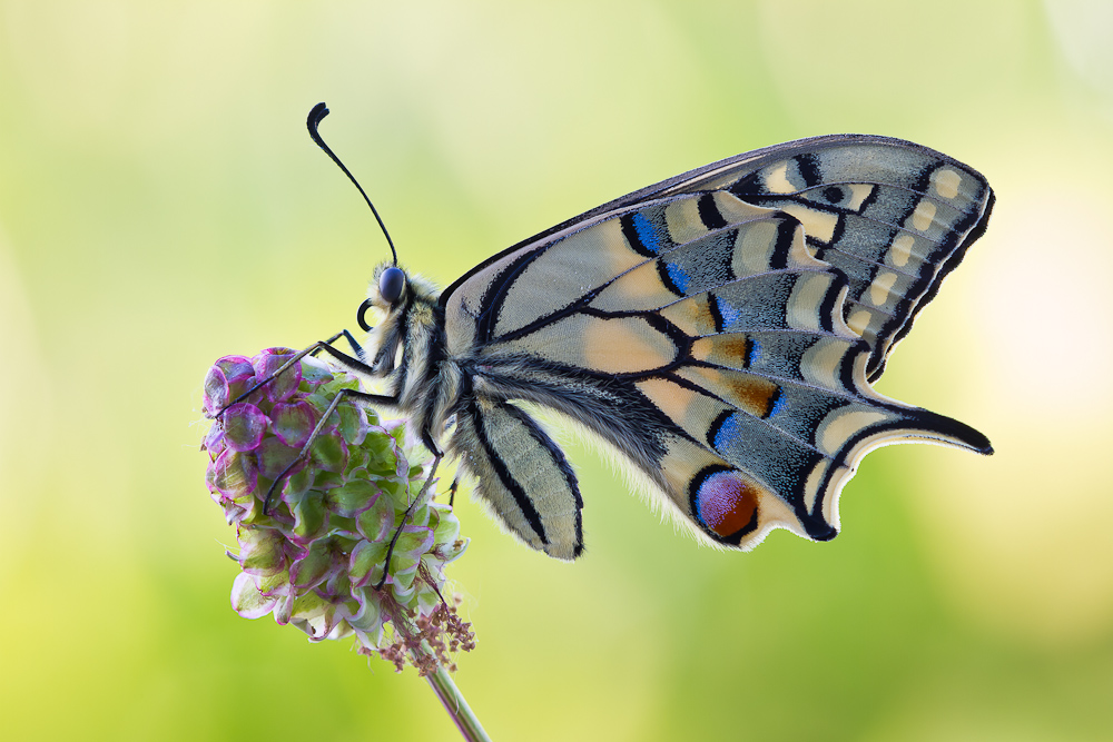 ~Papilio machaon~