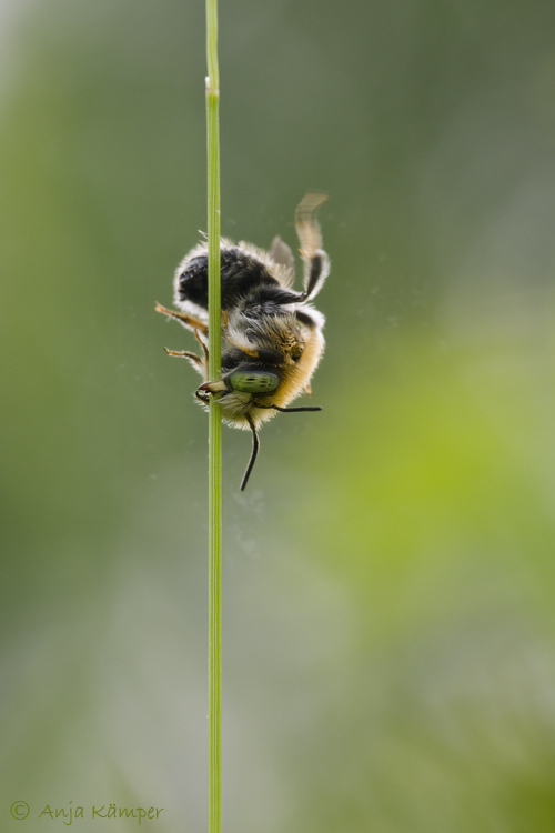 ...Poledance...