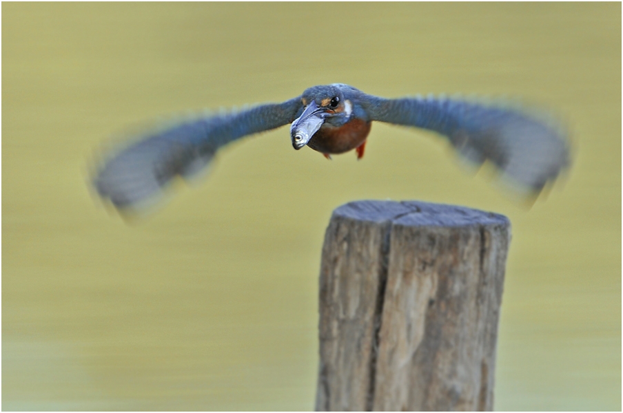 Im Anflug