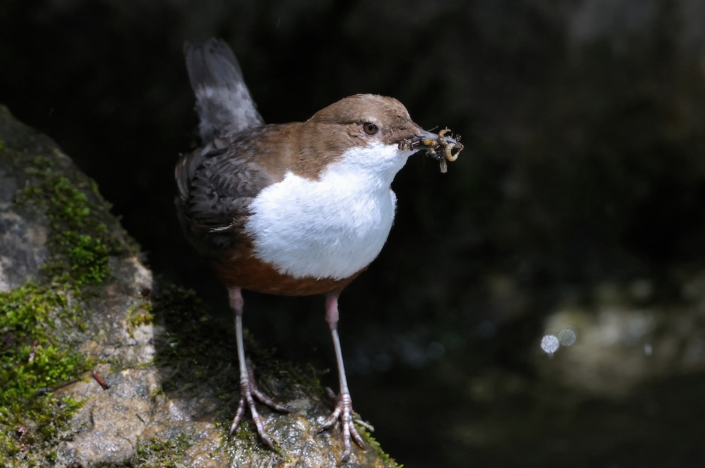 Wasseramsel