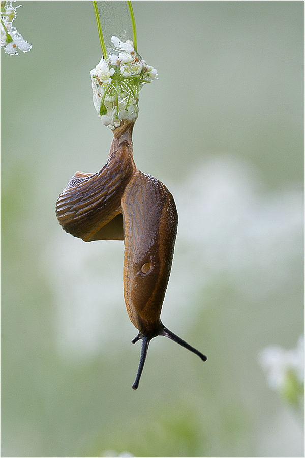 Nacktschnecke