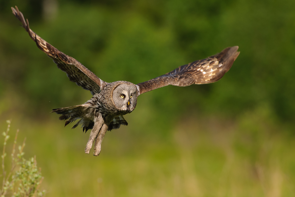 Ab in die Deckung - Bartkauz (Strix nebulosa)