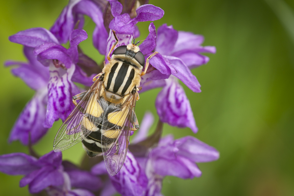 Gemeine Sumpfschwebfliege