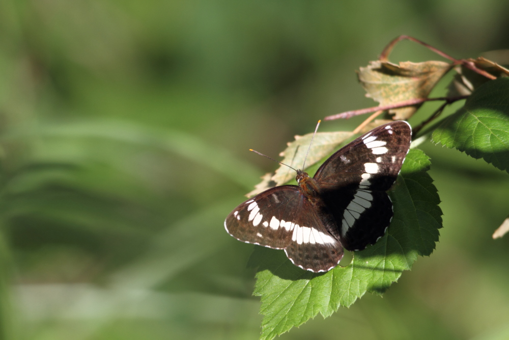 Kleiner Eisvogel (Limenitis camilla)