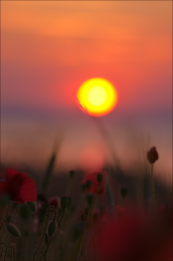 Die Sonne Ist Hier Unten Die Sonne Ist Hier Unten