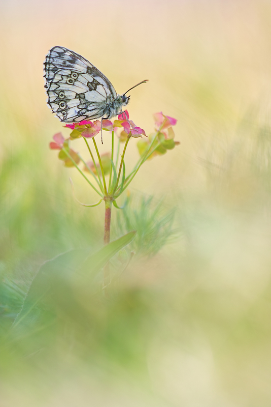 Mitten in der Wiese