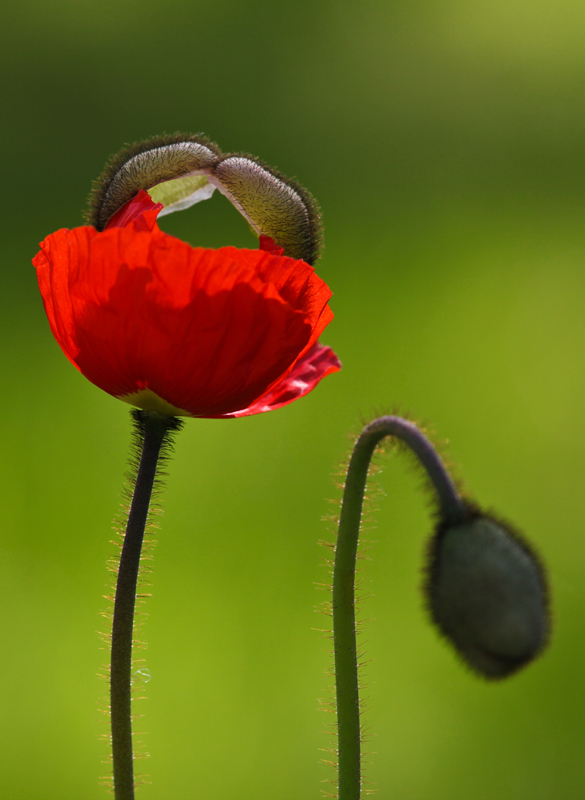 Islandmohn