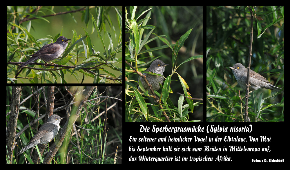 ..und noch ein paar Bilder vom heimlichen Vogel der Elbtalaue.