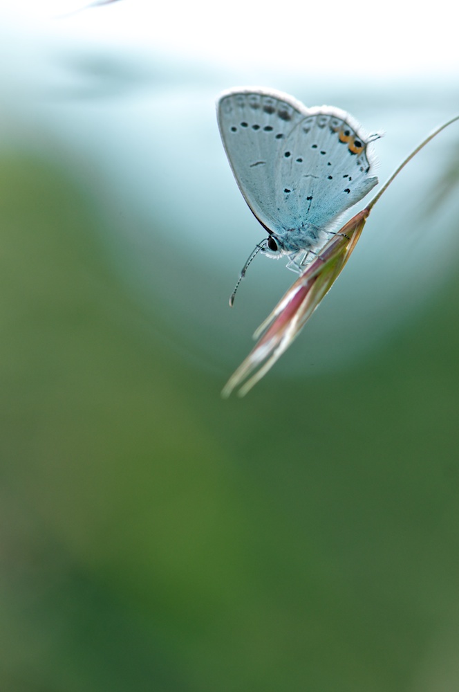 blue one in the evening light