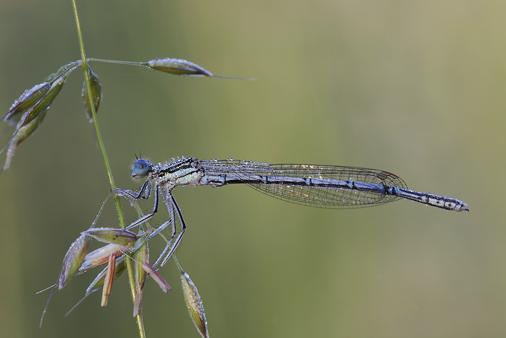 männliche blaue federlibelle (platycnemis pennipes)