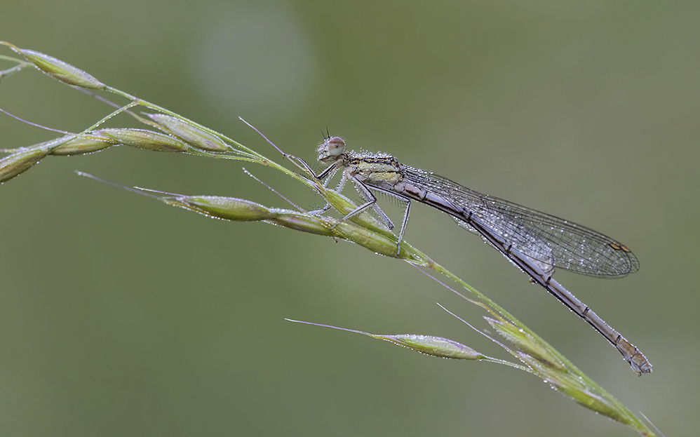 weibliche blaue federlibelle (platycnemis pennipes)