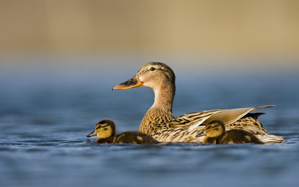 Erster Versuch mit dem schwimmenden Tarnzelt