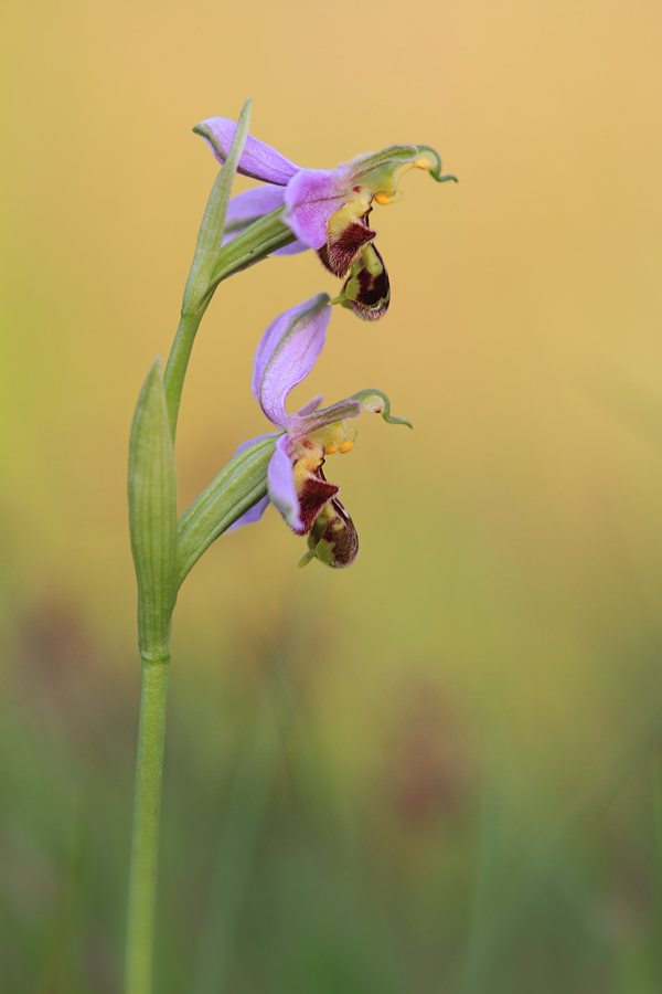 Bienenragwurz am Abend