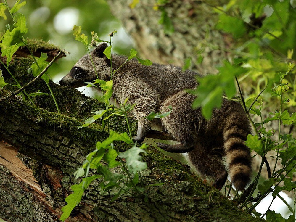 Kleinbär mit schwarzer Gesichsmaske