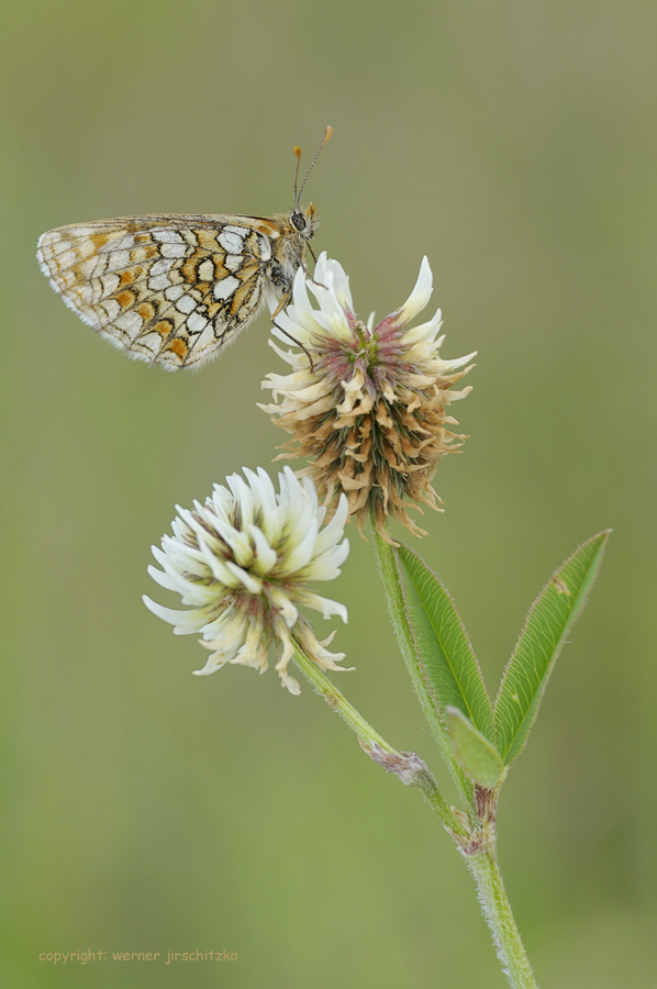 Scheckenfalter auf Bergklee