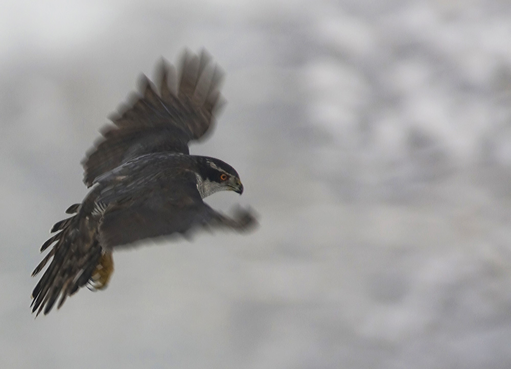 Habicht bei der Jagd im Winter