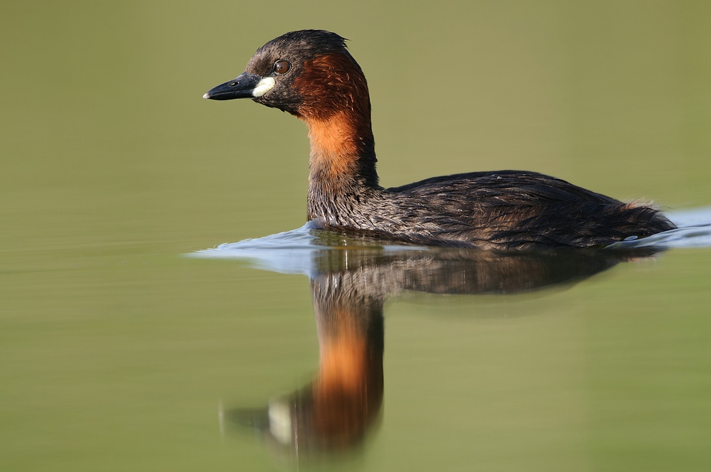 Zwergtaucher (Tachybaptus ruficollis)