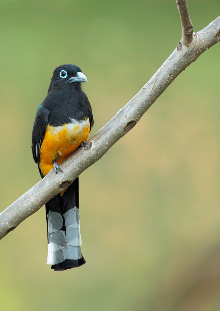 Trogon bairdii