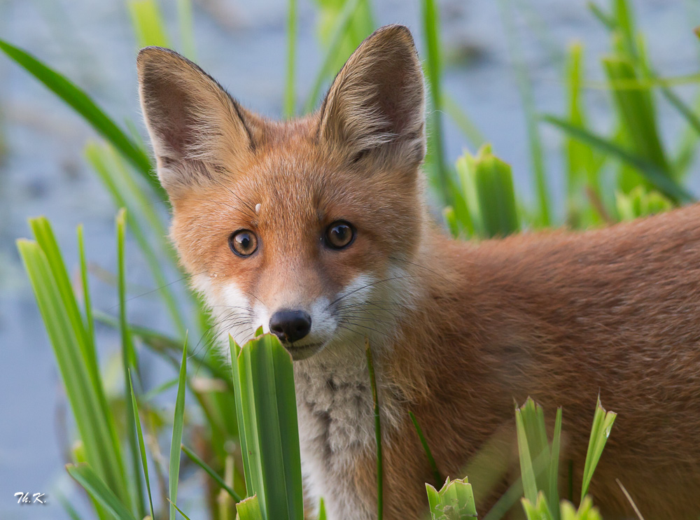 Fuchs...