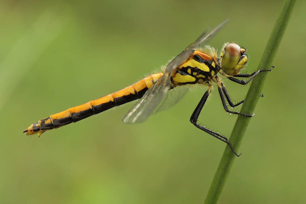 Sympetrum danae – Schwarze Heidelibelle