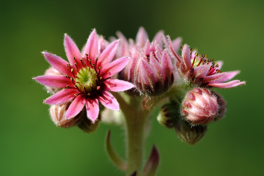 Funcks Hauswurz (Sempervivum x funckii) - Einzelblüten