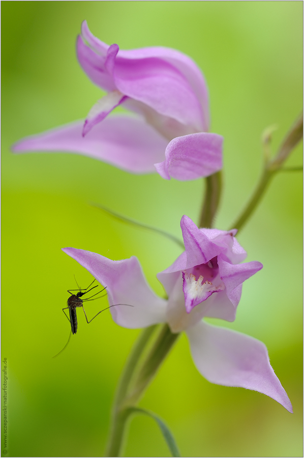 ~ Cephalanthera rubra ~