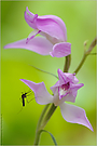 ~ Cephalanthera rubra ~